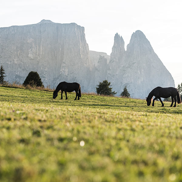 Wandern auf der Seiser Alm